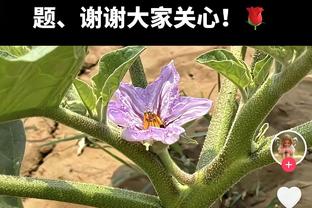 场均一球！麦克托米奈7场欧预赛打入7球